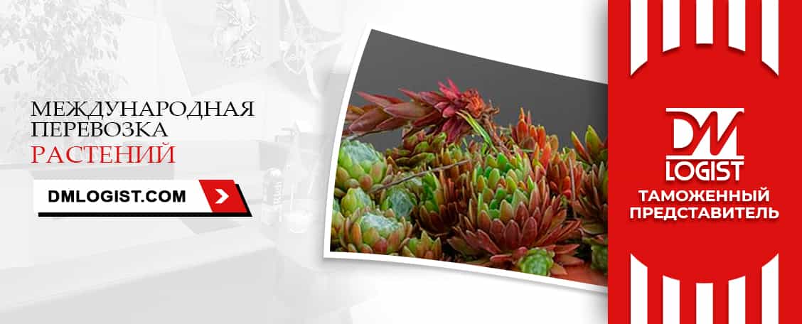 Перевозка растений с растаможкой